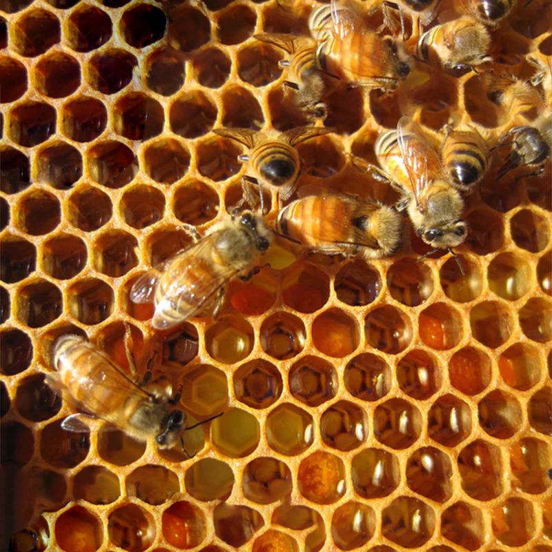 Pure Natural Honey: Unprocessed, Flavorful, and Health-Boosting Elixir - Shop N Save