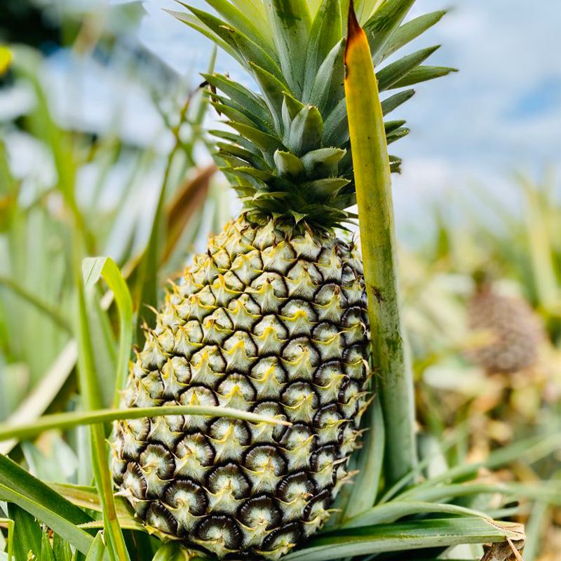 Juicy Pineapple: Sweet, Tropical Bliss Packed with Freshness & Nutrients - Shop N Save