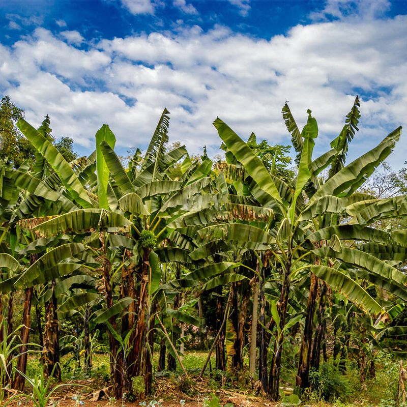 Green Bananas: Versatile, Nutrient-Rich, Perfect for Savory Delights - Shop N Save