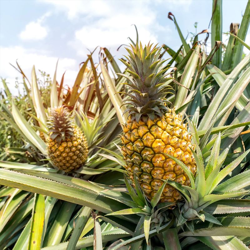 Juicy Pineapple: Sweet, Tropical Bliss Packed with Freshness & Nutrients - Shop N Save