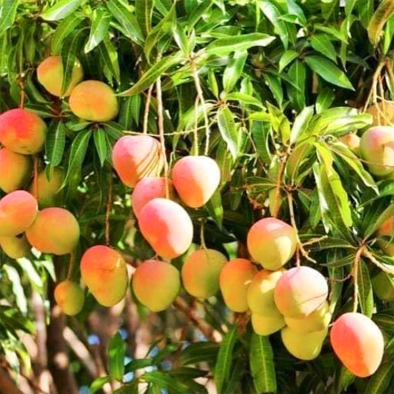 Unripe Mango: Tangy Green Goodness for Savory Delicacies - Shop N Save