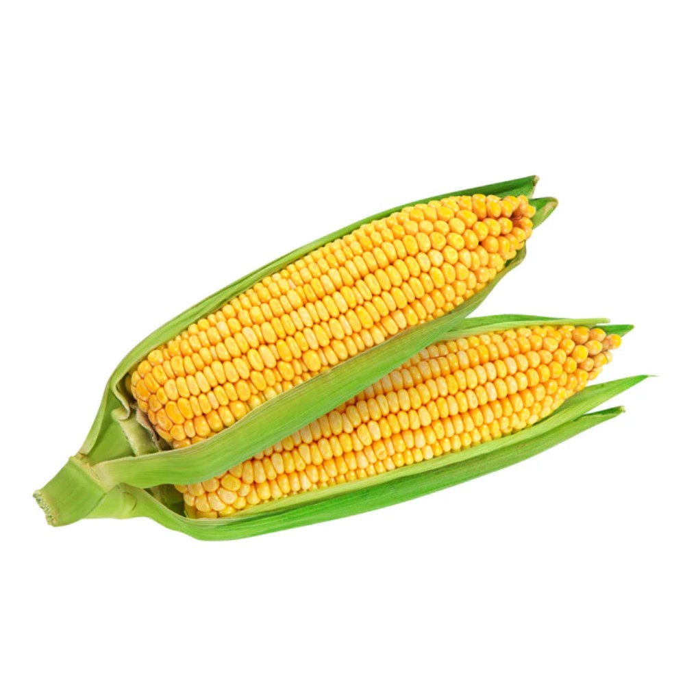Sweet corn