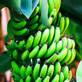 Green Bananas: Versatile, Nutrient-Rich, Perfect for Savory Delights - Shop N Save