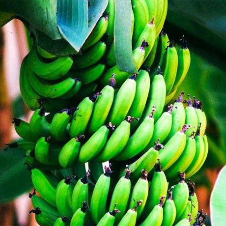 Green Bananas: Versatile, Nutrient-Rich, Perfect for Savory Delights - Shop N Save