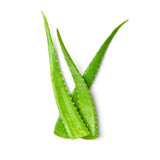 Aloe Vera Leaves