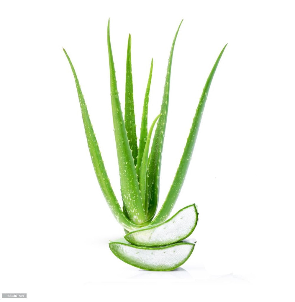 Aloe Vera Leaves