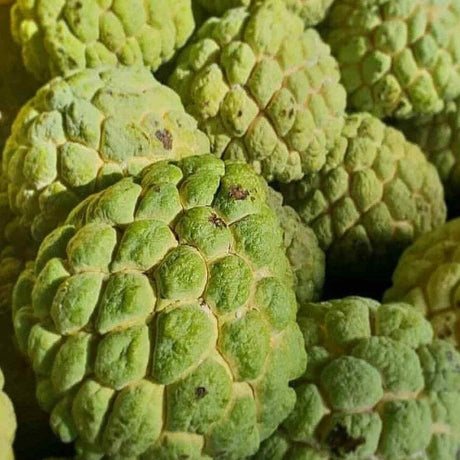 Custard Apple