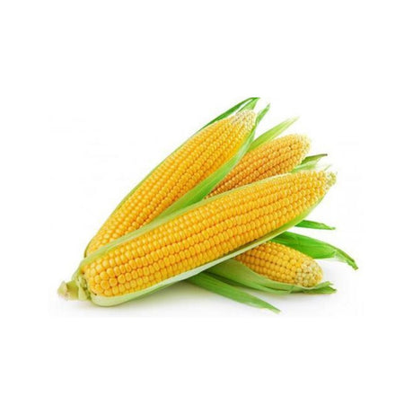 Sweet corn