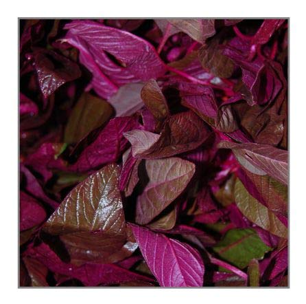 Amaranth Red