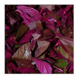 Amaranth Red
