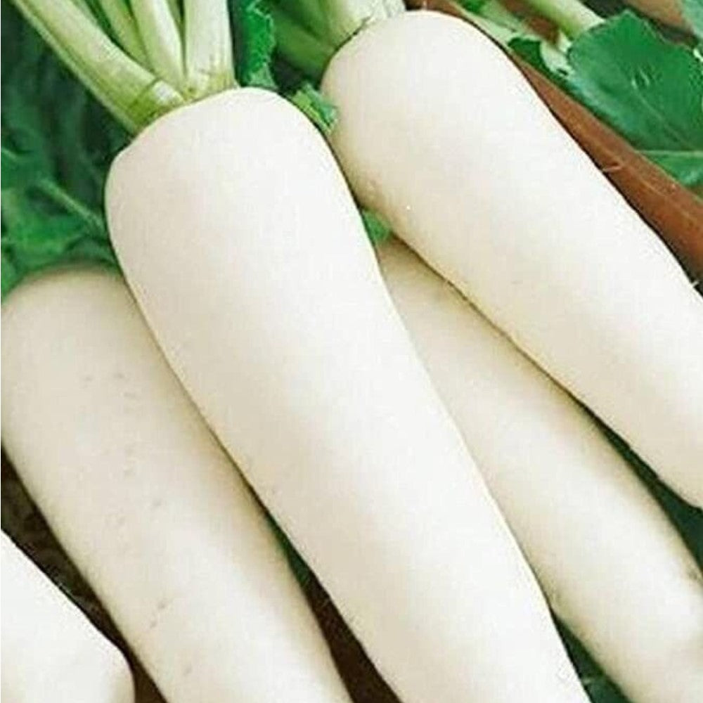 Radish