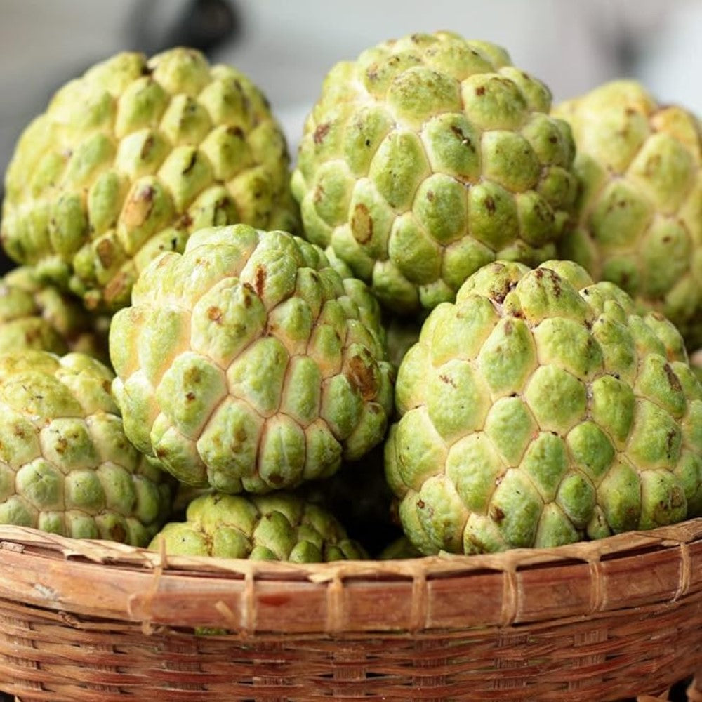 Custard Apple