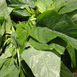 Amaranth Greens