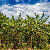 Green Bananas: Versatile, Nutrient-Rich, Perfect for Savory Delights - Shop N Save