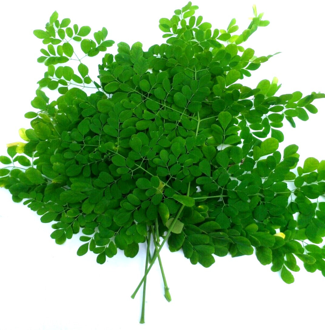 Drumstick Leaves