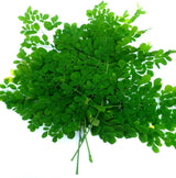 Drumstick Leaves