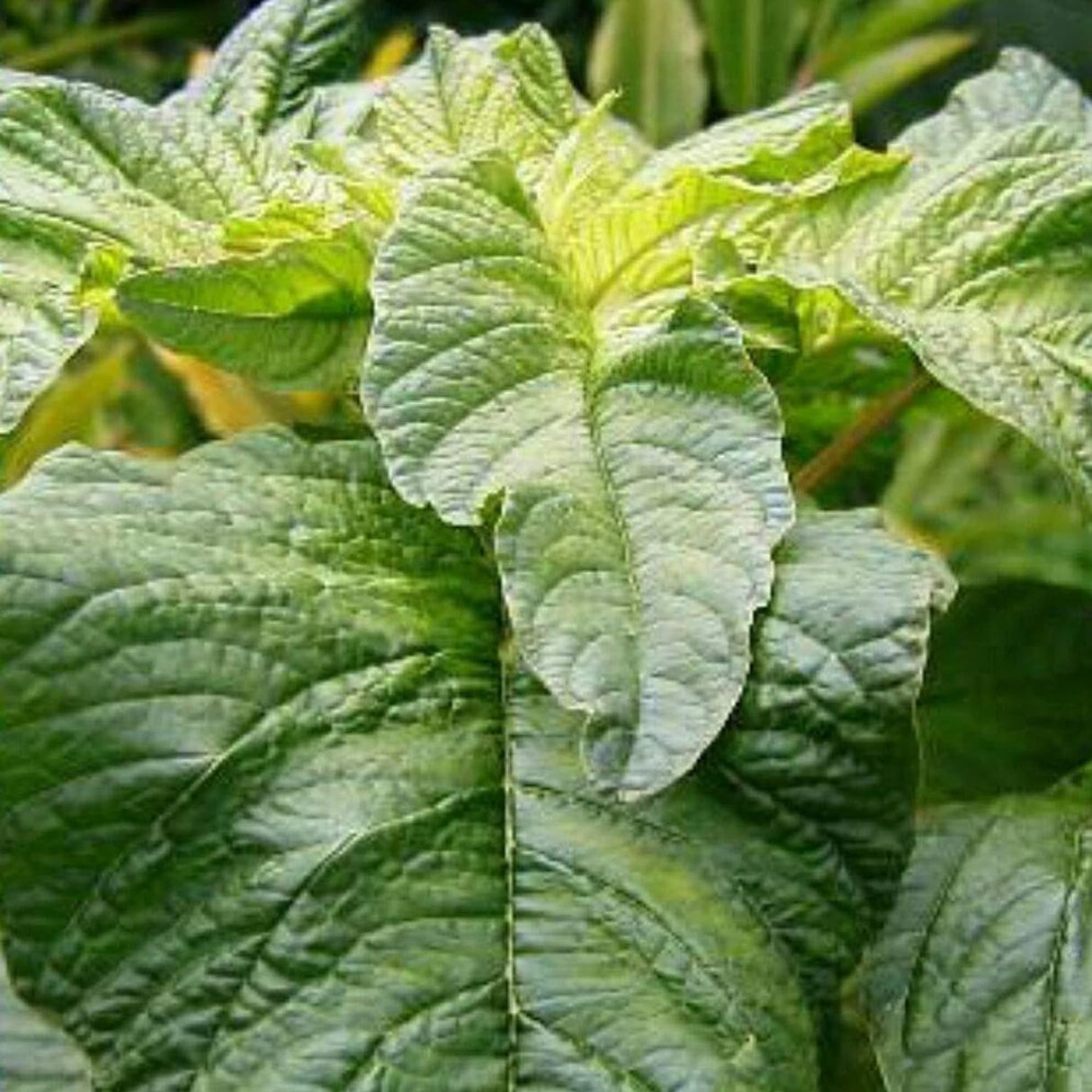 Amaranth Greens
