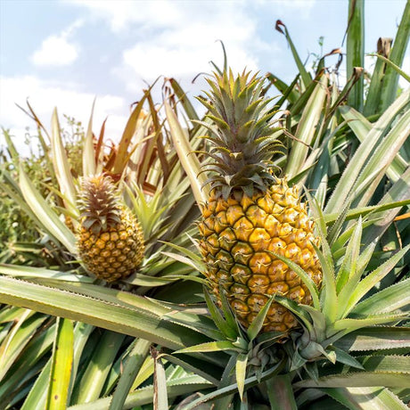 Juicy Pineapple: Sweet, Tropical Bliss Packed with Freshness &amp; Nutrients - Shop N Save